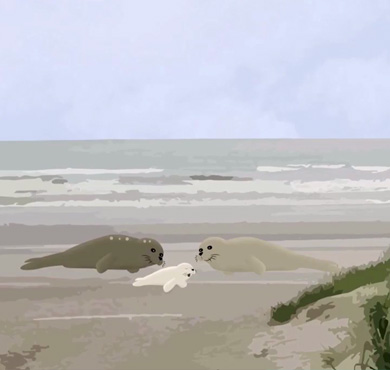 seehunde_teaser